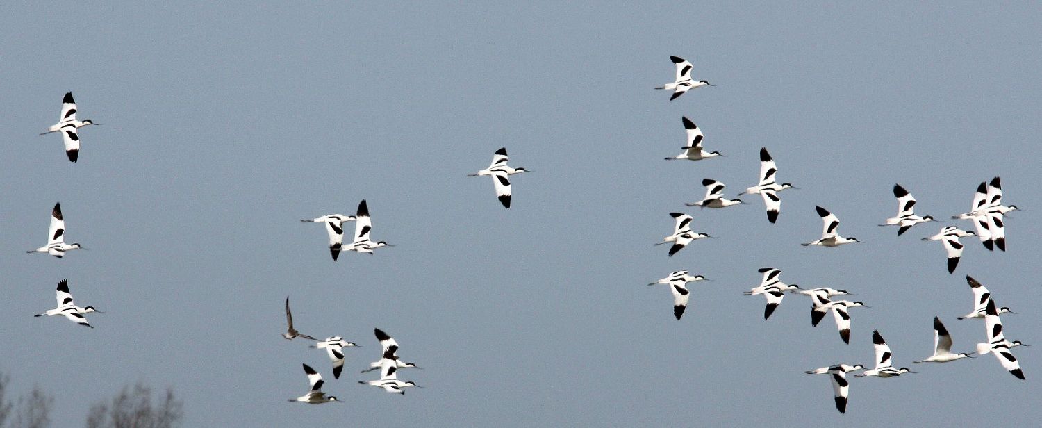 Säbelschnäbler auf Texel Säbelschnäbler auf Texel